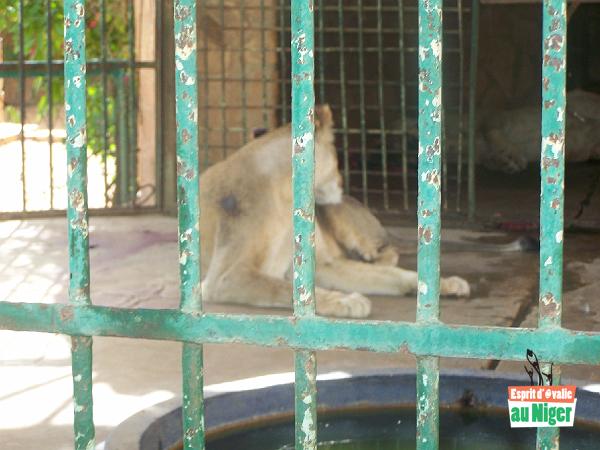 100_5093.jpg - Au zoo, il y a des animaux ...