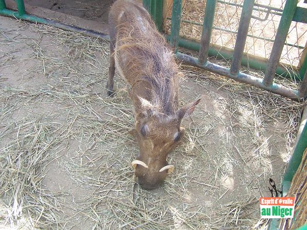 100_5094.jpg - Au zoo, il y a des animaux ...