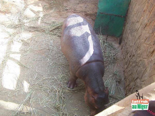 100_5095.jpg - Au zoo, il y a des animaux ...