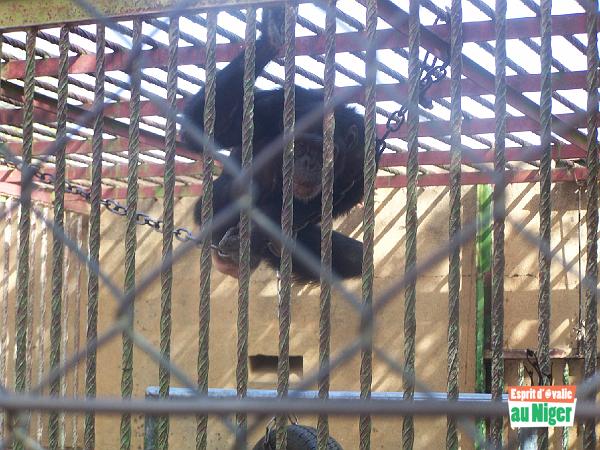 100_5097.jpg - Au zoo, il y a des animaux ...