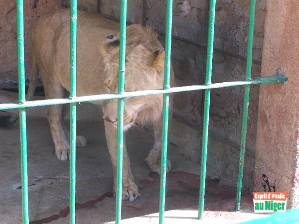 100_5098.jpg - Au zoo, il y a des animaux ...