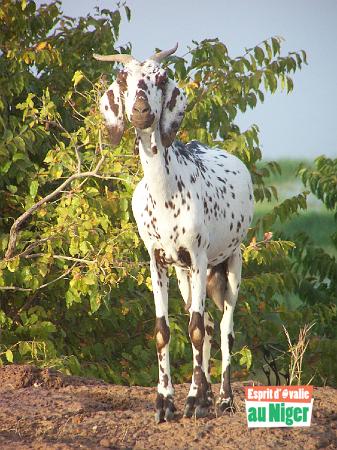 100_3041.jpg - Bêêêêêêêh