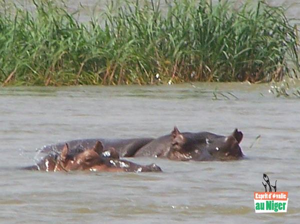 hippos.jpg - Les réserves naturelles