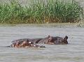 hippos